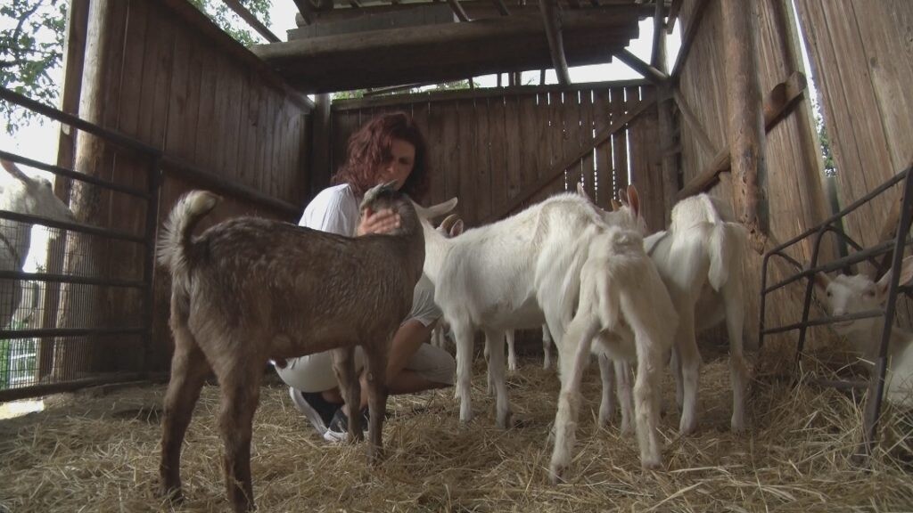 Práce na kozí farmě v Uhlejově